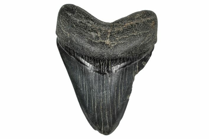 Fossil Megalodon Tooth - Georgia #338726